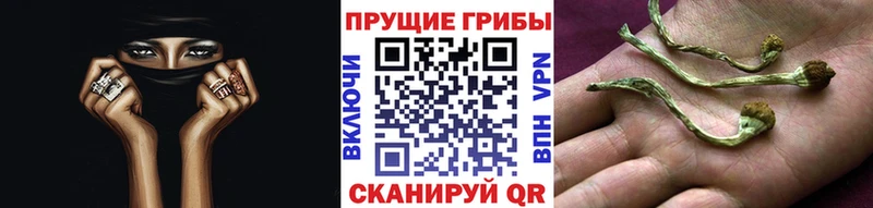 omg маркетплейс  Судогда  Псилоцибиновые грибы ЛСД  наркота 
